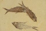 Multiple Fossil Fish Plate (Diplomystus & Knightia) - Wyoming #240372-1